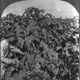 Illustration for article titled Grapes